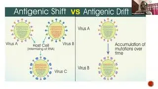 Influenza Vaccines