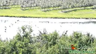 Weed Orchards - Video Tour