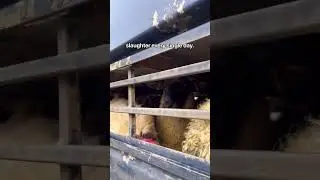 Every Day, Innocent Lambs Are Killed. Choose Vegan.