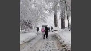 Vivid Dream