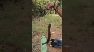 Solo Camping Soft Catfish Fishing Results for Lunch #shorts #short #camping #solocamping