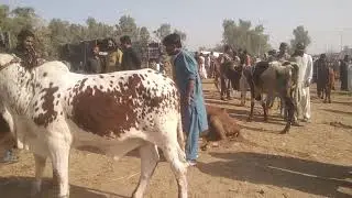بہاولپور مویشی منڈی خوبصورت چولستانی بچھڑے منگل کے دن منڈی ڈاؤن 