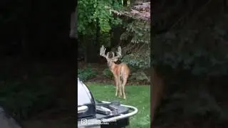 deer hunting in the city...I wish!  #shorts #deer #nature #michigan #deerhunting