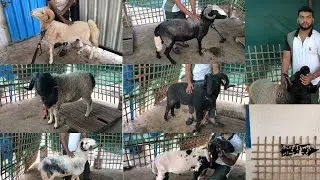 Premium Quality vilayati Rampuri Sheeps Ali goat farm kishanbagh