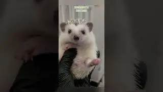 beautiful hedgehog baby lino. remember to subscribe And share
