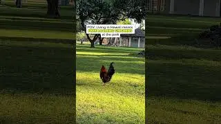Free the chickens 🤣🐓