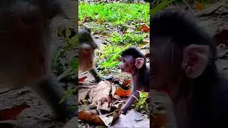 Adorable baby monkey Amina with mama  #Anna #monkeysr #cutebabyonkey #animals #omgvideovairl #Amina