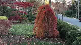 RYUSEN JAPANESE MAPLE - JAPANESE MAPLES EPISODE 40