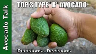 My Top 3 Type 