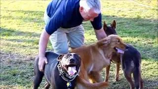 Aggressive Dog Attacks  with Richard Heinz, part 2