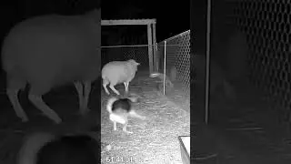 The dog saved the sheep from the chupacabra #chupacabra #save #youtubeshorts #like