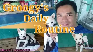 MY GROOGY DOG|| Daily Routine||Amazing🤠😱