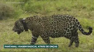 50 por 1 - Conheça o primeiro safári brasileiro, o Onçafari