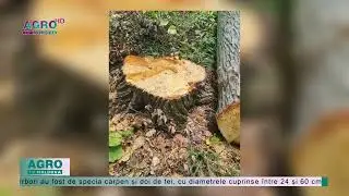 Pădurar acuzat &icirc;n defrișarea ilegală a arborilor &ndash; AGRO TV News