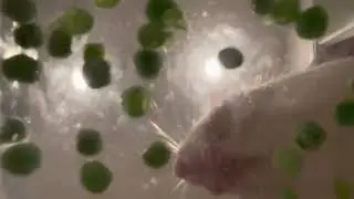 POV Rats pea fishing, but you are the pea