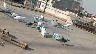 New baby pigeon khol dey..it's shakir Khan pigeon