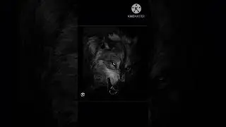 My Dog ancestors 🐺🔥|| Husky dog ancestors 🦊|| #shorts #ancestors #wolf