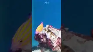 Кэнди Басслет &ndash; радужная жемчужина рифа 🌈🐠 | TANKED IND | @tanked_ind
