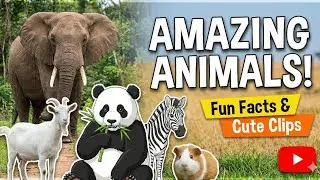 Wild & Domestic Animals | Relaxing Nature Sounds & Real Animal ASMR | AnimalVibe Studio