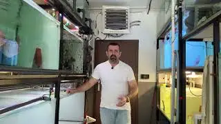 Czy można zarobić na hodowli ryb akwariowych?