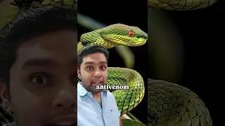 There's no anti-venom for this snake bite 😨  #shorts #snake #youtubeshorts
