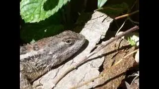The Texas Spiny Lizard: A Garden Friend