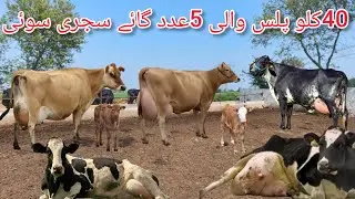 Cow for sale new video | cholistani girlendo cross cow | cow for sale in Punjab | cow for sale 