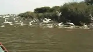 Sénégal le parc National des oiseaux de Djoudj