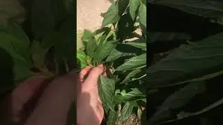 BG развитие🪴цветение 🌺в С3/С5 /открытый грунт 🌸