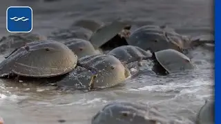 What does horseshoe crab conservation mean to you?