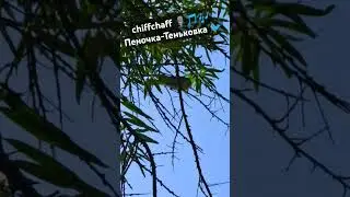 все #пеночки похожи, пока не запоют #chiffchaff #пеночка #теньковка #birdsinging #дача #Phylloscopus