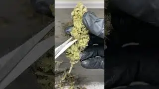 Trimming cannabis ASMR / MIMOSA x ORAND PUNCH / INdoor By THAILAND GROWWER / 20/1/2022