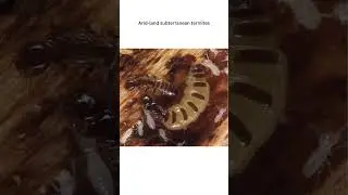 Bug of the week