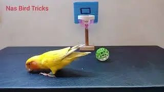 Nas Bird Tricks || Different treats that you can also give to your training birds.#nasbirdtricks