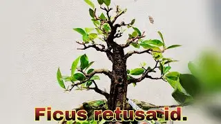 Tightening the Branches of the Iprik Banyan Bonsai Using Cutting Techniques