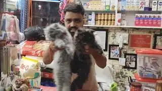 🐱 Persian Cat for Sale &ndash; 2 Female Cats Available | Beautiful & Healthy Pets
