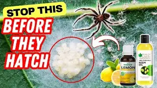 How to Remove Spider Eggs from Plants Naturally 🕷️Quick Proven Methods