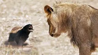 TEXUGO-DO-MEL - UM DOS ANIMAIS MAIS CORAJOSOS E DESTEMIDOS DO MUNDO!!!