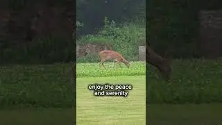 Check out this doe. She's eating clover! #whitetaildeerhunting #deer #doe #nature #animals #peaceful