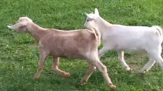 Baby Goat Introductions
