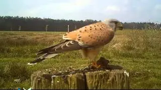 Torenvalk vangt muis