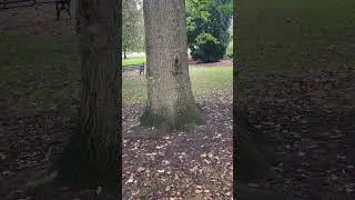 Cheerful squirell  waving fluffy tail ❤️🐿️❤️❤️👋