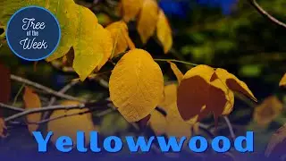 Tree of the Week: Yellowwood