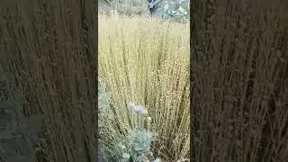 flax to linen harvest time