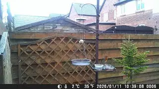 Garden Trail Camera 11th January 2026