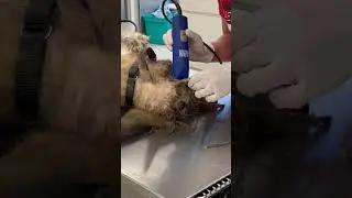 Собака с невероятно спутанной шерстью выглядит так, будто у неё шесть ног | The Dodo