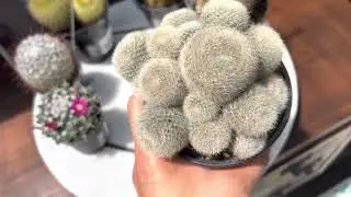 Big plant haul! Cacti and succulents / I went to Florida cactus