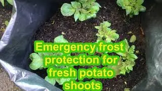 Emergency protection of potato shoots from frost