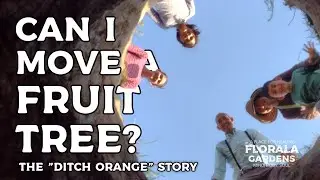 Can I move a mature fruit tree?  An example of a mature citrus orange tree moved and transplanted.