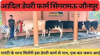 इस डेयरी फार्म पर गारंटी के साथ मिलेंगी हर नस्ल की गाय,आदिल डेयरी फार्म सिंगरामऊ जौनपुर यूपी